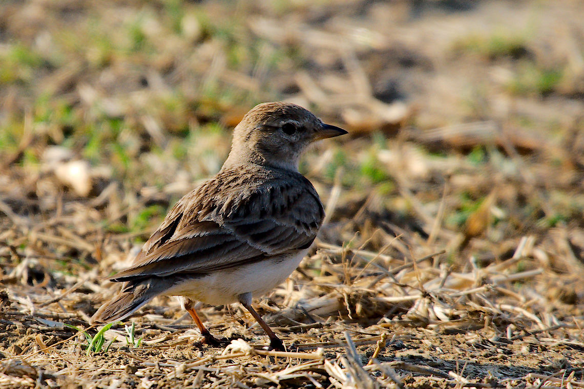Hume's Short-toed Lark  Calandrella acutirostris,Geotagged,Humes short-toed lark,India,Winter