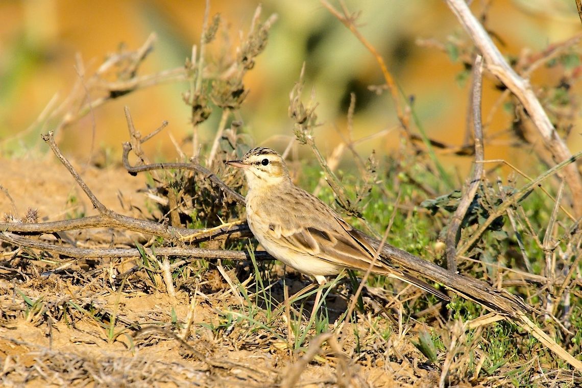 Maybe Paddyfield Pipit - Anthus cf. rufulus according to Merlin App could be Tawny or Richard's Pipit, probably Tawy Pipit Anthus rufulus,Geotagged,India,Paddyfield pipit,Winter