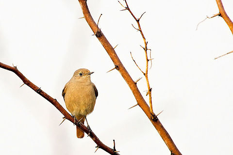 Rufous-tailed Scrub Robin at Keoladeo NP Cercotrichas galactotes,Geotagged,India,Keoladeo,Rufous-tailed scrub robin,Winter