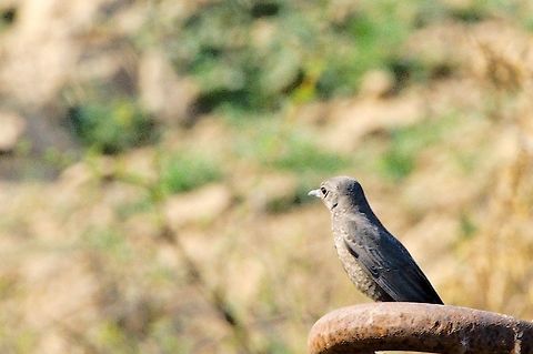 Blue Rock Thrush  Blue rock thrush,Geotagged,India,Monticola solitarius,Winter