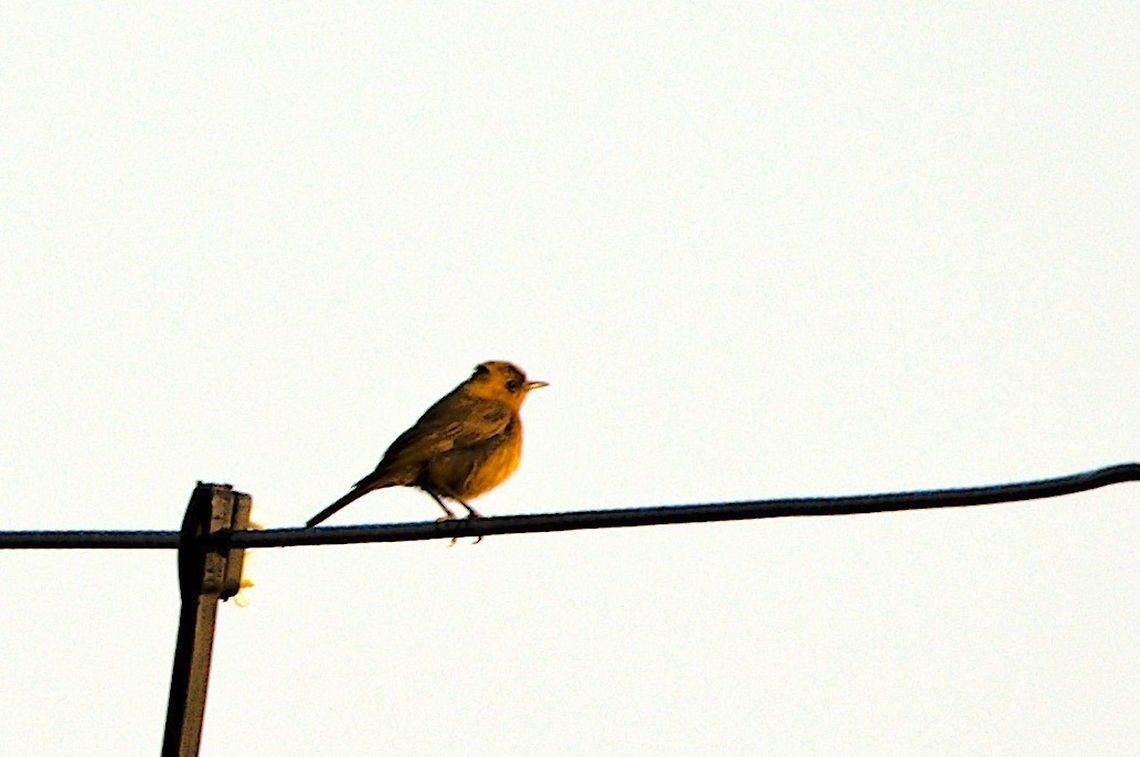 Brown rock chat seen at Chambal Safari Lodge Brown rock chat,Chambal River,Geotagged,India,Oenanthe fusca,Winter
