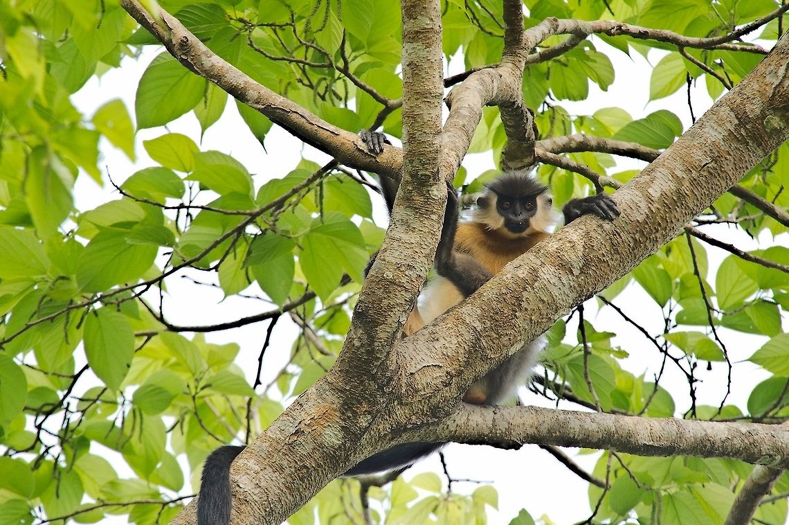 Capped Langur seen at Nameri NP Capped langur,Geotagged,India,Nameri NP,Trachypithecus pileatus,Winter