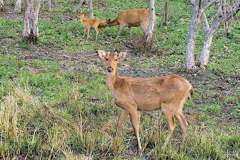 Eastern Swamp Deer Rucervus duvaucelii  ranjitsinhi seen at Central Range Barasingha,Geotagged,India,Kaziranga,Rucervus duvaucelii,Spring