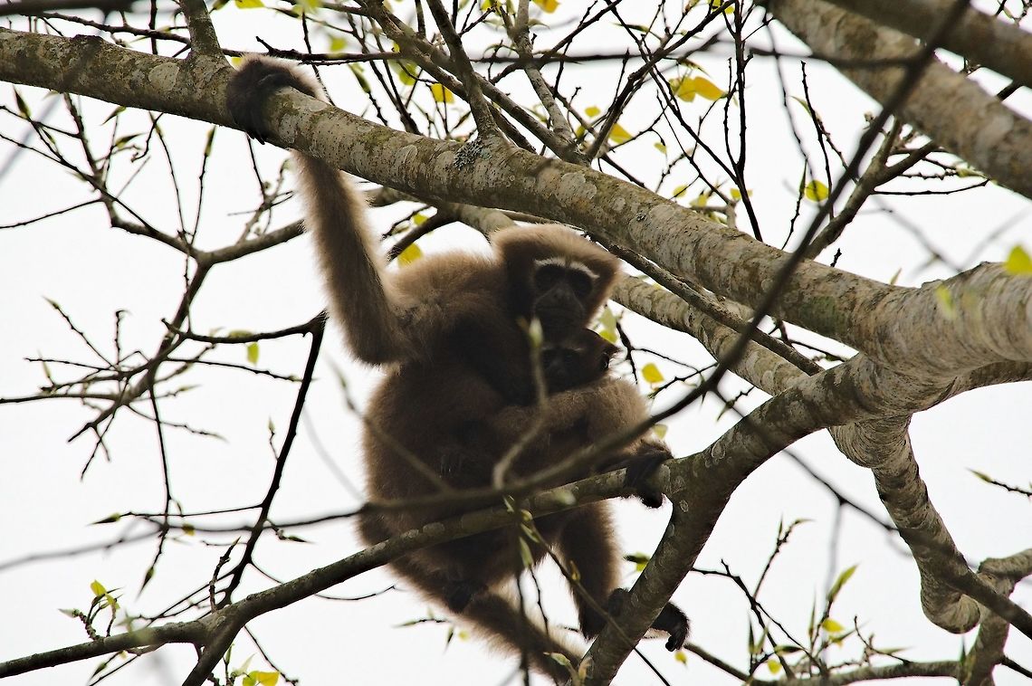 Western Hoolock Gibbon Female with Baby Geotagged,Hoolock hoolock,India,Spring,Western hoolock gibbon