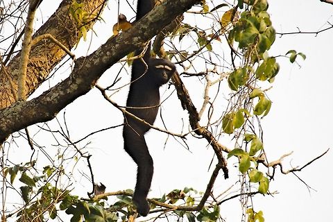 Hoolock Gibbon, male  Geotagged,Hoolock hoolock,India,Spring,Western hoolock gibbon