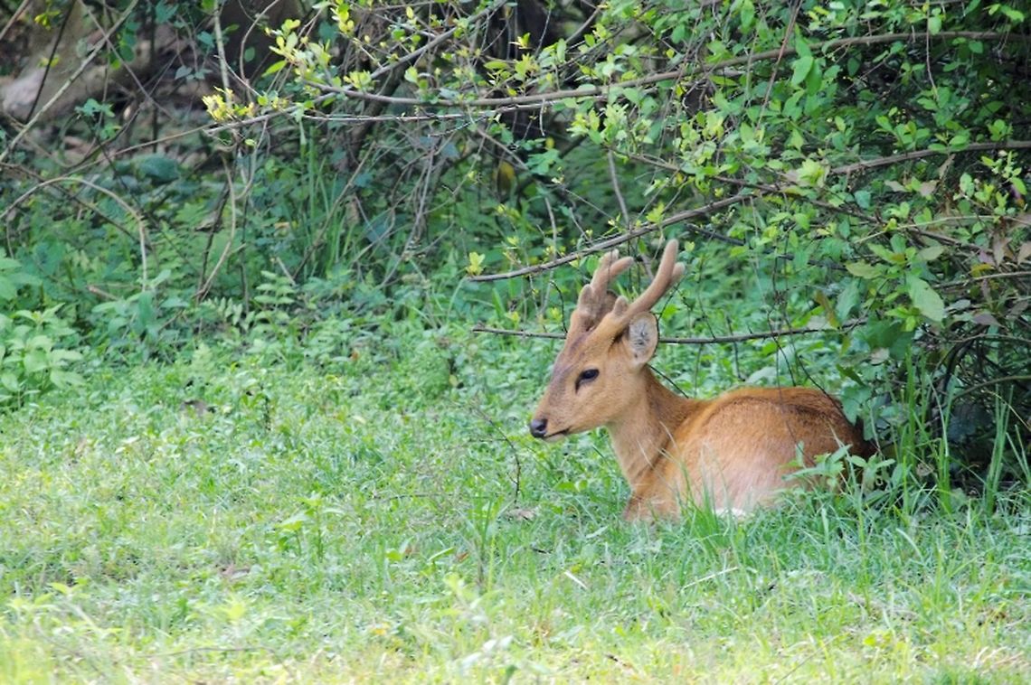 Indian Hog Deer, male  Geotagged,Hyelaphus porcinus,India,Indian Hog Deer,Kaziranga,Spring