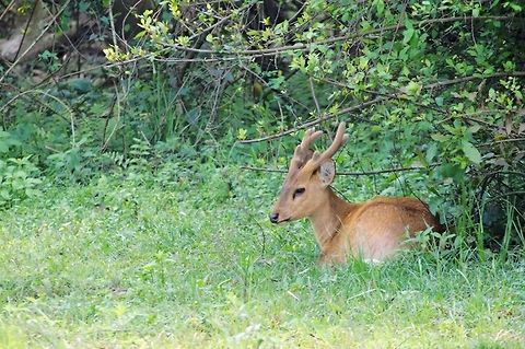 Indian Hog Deer, male  Geotagged,Hyelaphus porcinus,India,Indian Hog Deer,Kaziranga,Spring