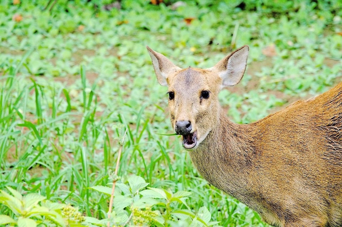 Indian Hog Deer, female  Geotagged,Hyelaphus porcinus,India,Indian Hog Deer,Spring