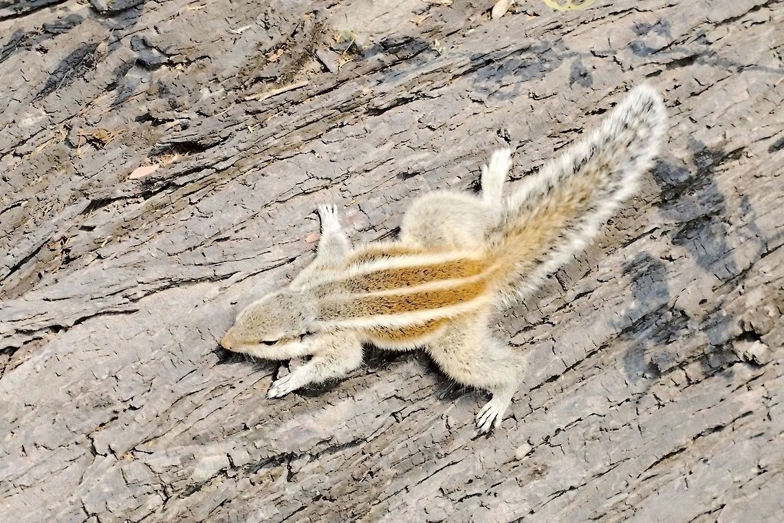 Northern Palm Squirrel one is not enough ;) Funambulus pennantii,Geotagged,India,Northern palm squirrel,Winter
