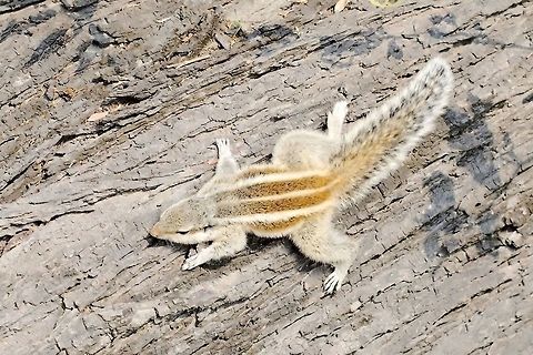 Northern Palm Squirrel one is not enough ;) Funambulus pennantii,Geotagged,India,Northern palm squirrel,Winter