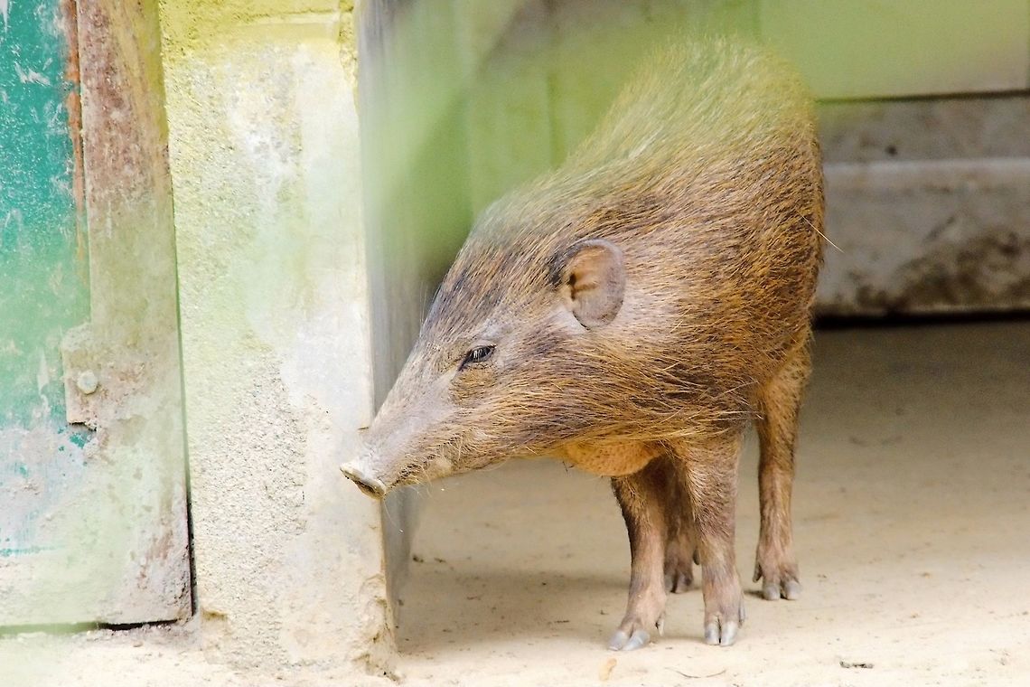 Pygmy Hog seen at the Pygmy Hog Breeding Centre at Nameri Eco Camp Geotagged,India,Nameri,Porcula salvania,Pygmy hog,Winter