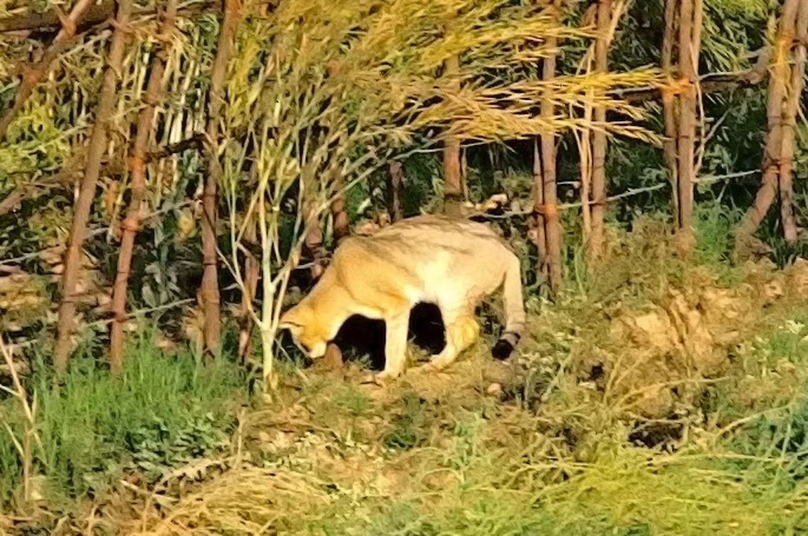 Wild Cat Indian Jungle Cat seen across the River Felis chaus,Geotagged,India,Jungle cat,Winter