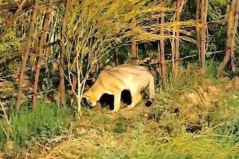 Wild Cat Indian Jungle Cat seen across the River Felis chaus,Geotagged,India,Jungle cat,Winter