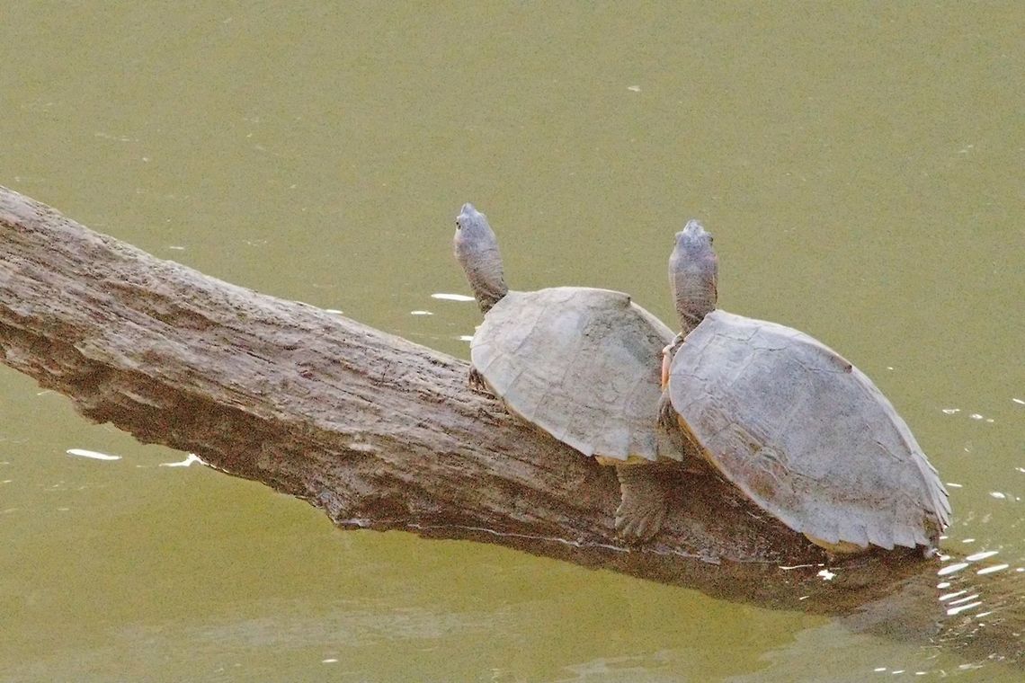 Indian Roofed Turtle seen at Central Range Geotagged,India,Indian roofed turtle,Kaziranga,Pangshura tecta,Spring