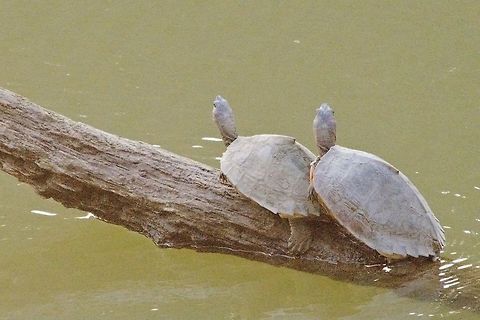 Indian Roofed Turtle seen at Central Range Geotagged,India,Indian roofed turtle,Kaziranga,Pangshura tecta,Spring