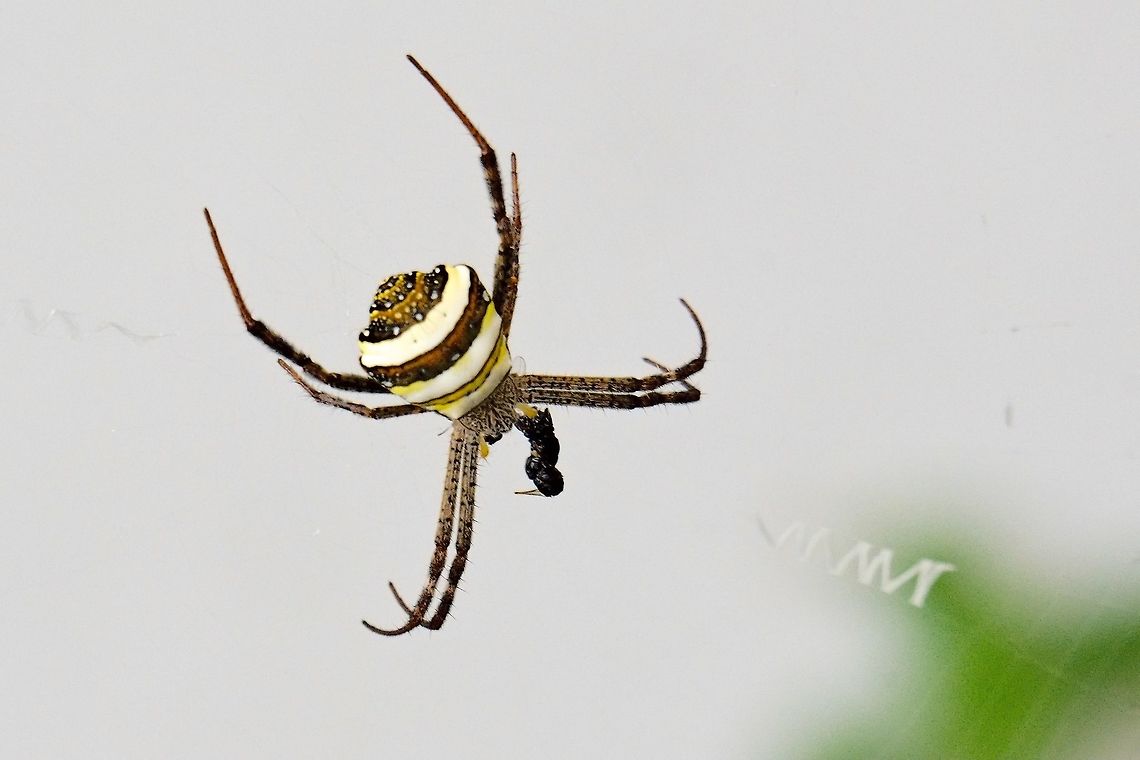 Spider Nameri Eco Camp I Should be Argiope pulchella, thanks to the help on this site! Argiope pulchella,Garden cross spider,Geotagged,India,Nameri Eco Camp,Nameri NP,Spider,Winter,unknown
