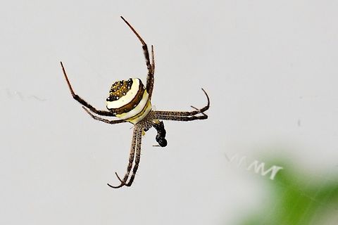 Garden cross spider