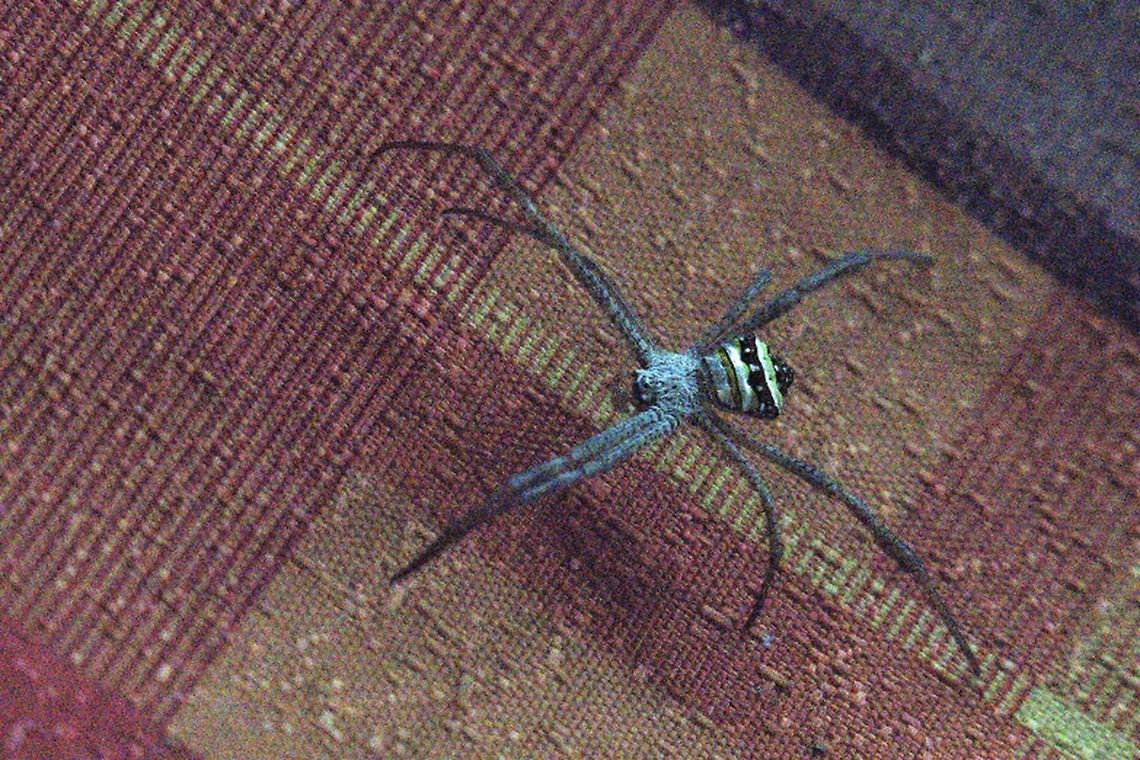 unknown Spider Nameri Eco Camp II at the table. Maybe similar Argiope sp.<br />
The Naermi Eco Camp II, Adress Torajan Potasali, Nameri Eco Camp Road, Potasali, Assam 784102, Google + code WRFG+PX Potasali, Assam Geotagged,India,Nameri Eco Camp,Nameri NP,Spider,Winter,unknown