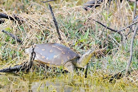 Lissemys_punctata Turtle seen at Keoladeo NP Bharatpur,Geotagged,India,Indian flapshell turtle,Lissemys punctata,Winter