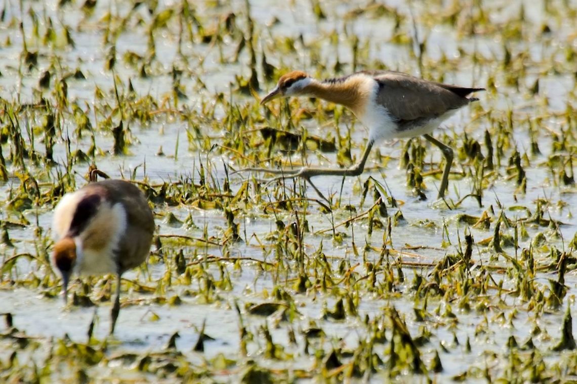 Pheasant-tailed_Jaçana some birds on their habitat Geotagged,Hydrophasianus chirurgus,India,Pheasant-tailed jacana,Winter