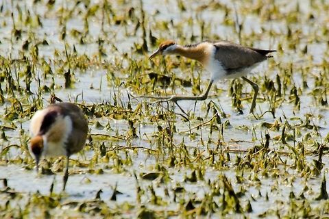 Pheasant-tailed_Ja&ccedil;ana some birds on their habitat Geotagged,Hydrophasianus chirurgus,India,Pheasant-tailed jacana,Winter