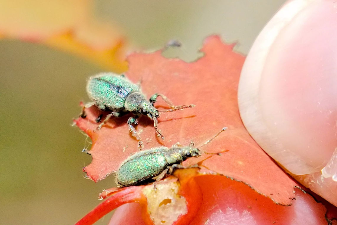 Unknown small green Bugs seen at Rothenstein /Jena Bug,Geotagged,Germany,Phyllobius betulinus,Spring,rothenstein