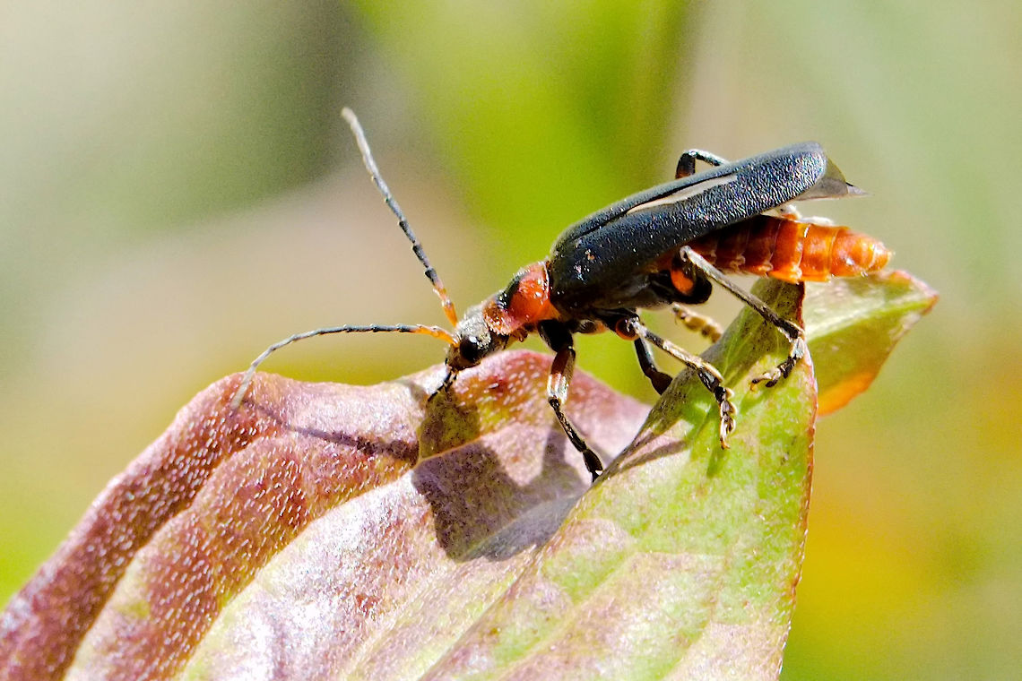 Nice black & red bug (Cantharis rustica) seen at Rothenstein /Jena<br />
ID as  Rustic Sailor Beetle, thanks to this forum! Cantharidae,Cantharis,Cantharis rustica,Geotagged,Germany,Rustic Sailor Beetle,Spring,bug,rothenstein