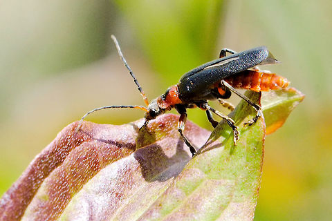 Nice black & red bug (Cantharis rustica) seen at Rothenstein /Jena
ID as  Rustic Sailor Beetle, thanks to this forum! Cantharidae,Cantharis,Cantharis rustica,Geotagged,Germany,Rustic Sailor Beetle,Spring,bug,rothenstein