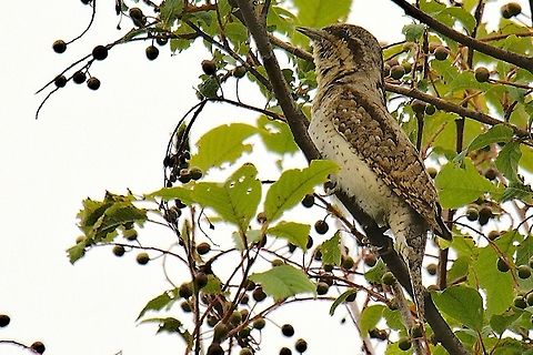 Eurasian Wryneck calling form a tree at Taubergiessen Eurasian wryneck,Geotagged,Germany,Jynx torquilla,Spring,Taubergiessen