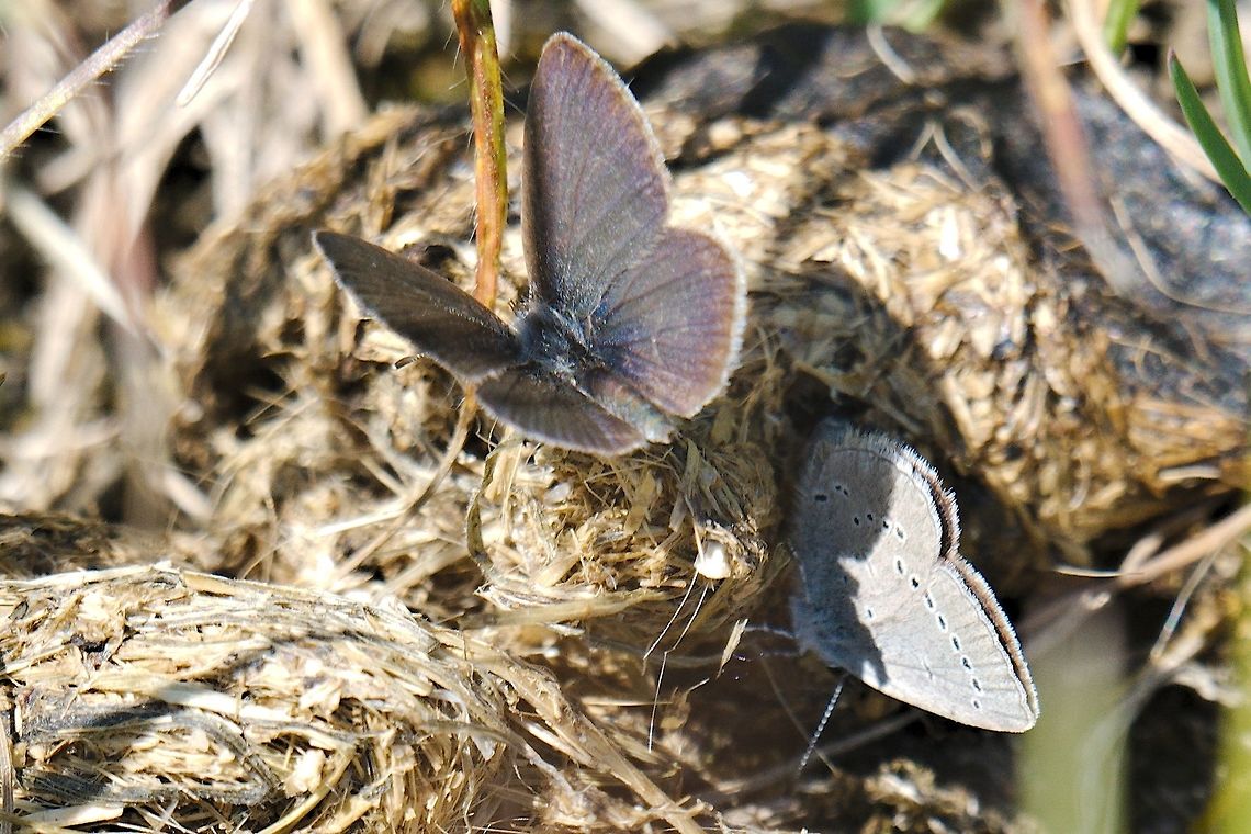 Polyommatus semiargus seen at Rothenstein /Jena Geotagged,Germany,Mazarine blue,Polyommatus semiargus,Spring