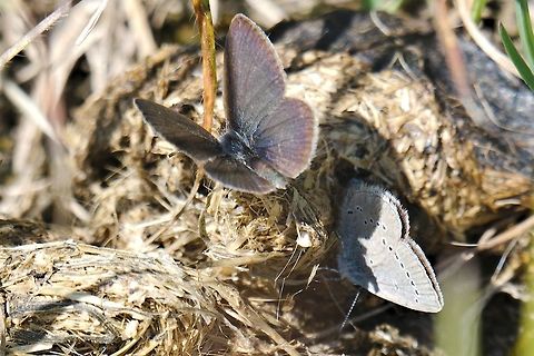 Polyommatus semiargus seen at Rothenstein /Jena Geotagged,Germany,Mazarine blue,Polyommatus semiargus,Spring
