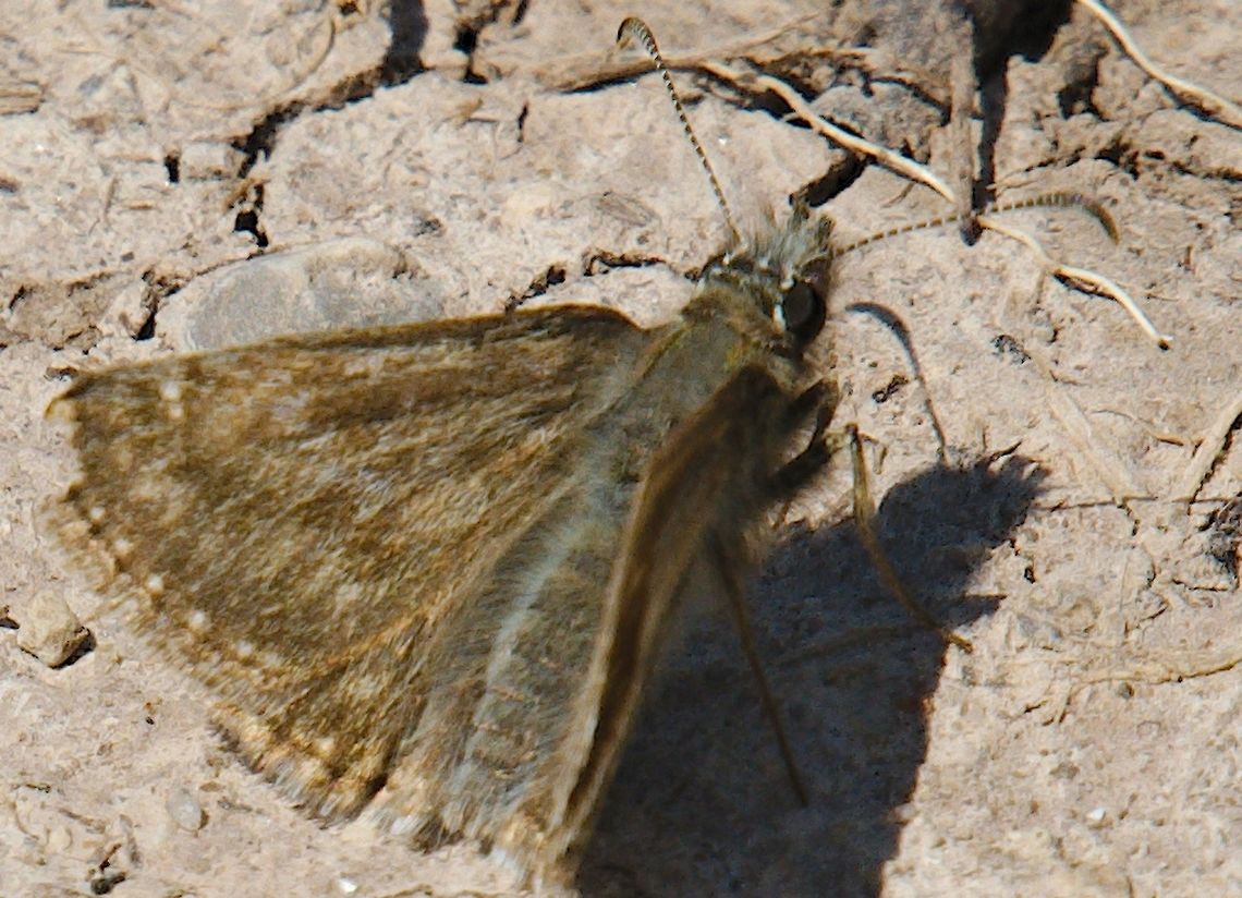 Erynnis tages seen at Rothenstein Jena Dingy skipper,Erynnis tages,Geotagged,Germany,Spring