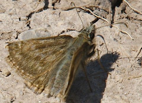Erynnis tages seen at Rothenstein Jena Dingy skipper,Erynnis tages,Geotagged,Germany,Spring