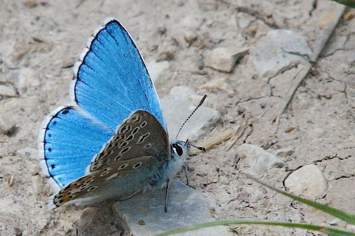 Adonis blue Polyommatus bellargus seen at Rothenstein Jena Adonis blue,Geotagged,Germany,Pollyommatus bellargus,Spring
