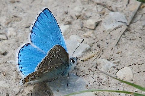 Adonis blue Polyommatus bellargus seen at Rothenstein Jena Adonis blue,Geotagged,Germany,Pollyommatus bellargus,Spring