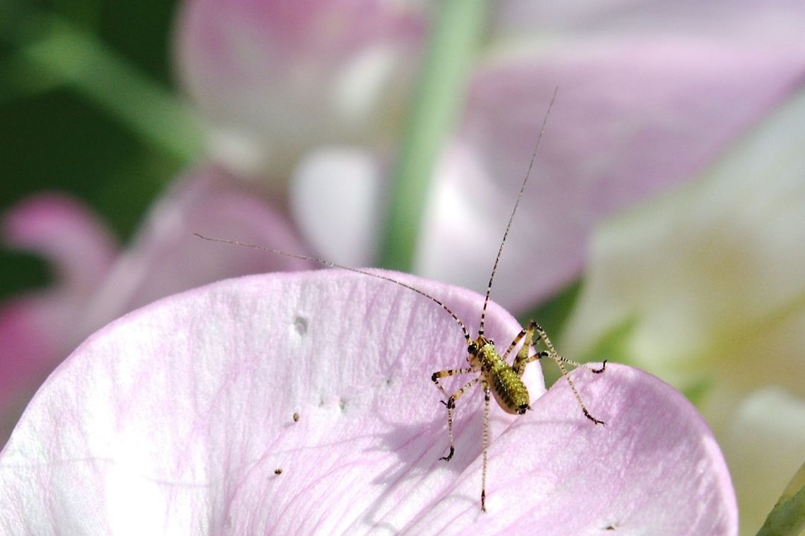 Nice insect on flower  Geotagged,Germany,Summer