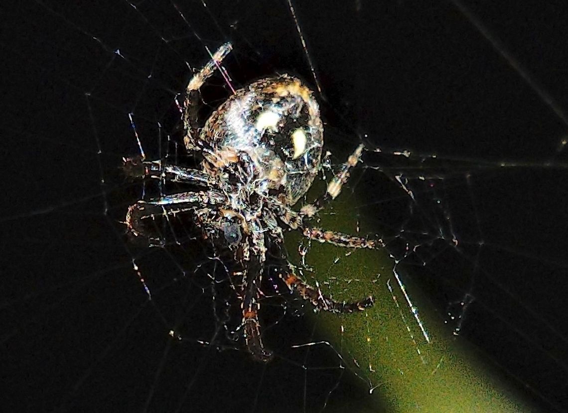 Spider in its nest during nighttime with flash, only underside :( Geotagged,Germany,Spider,Spring