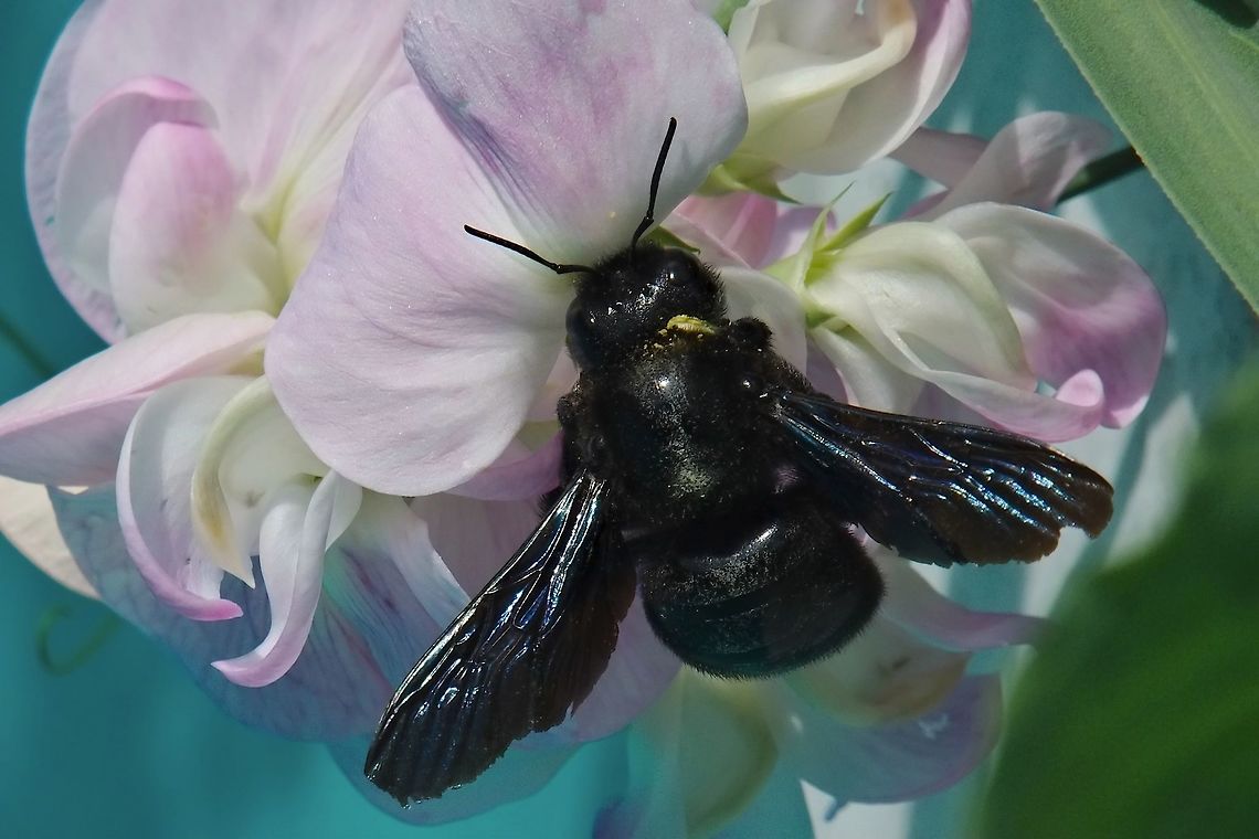Xylocopa violacea  Geotagged,Germany,Summer,Violet carpenter bee,Xylocopa violacea