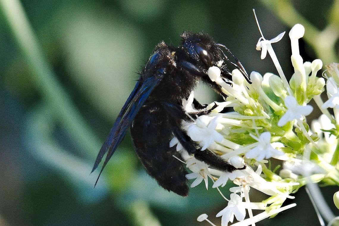 Xylocopa_iris  Geotagged,Germany,Summer,Xylocopa iris