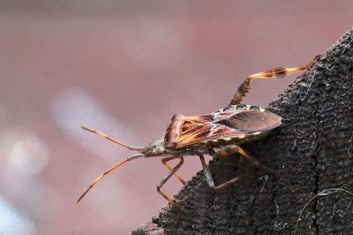 Insect seen at Gülper See =>Leptoglossus occidentalis Insect seen at G&uuml;lper See, thanks to Christine Young should be Leptoglossus occidentalis Fall,Geotagged,Germany,Leptoglossus occidentalis,Western conifer seed bug