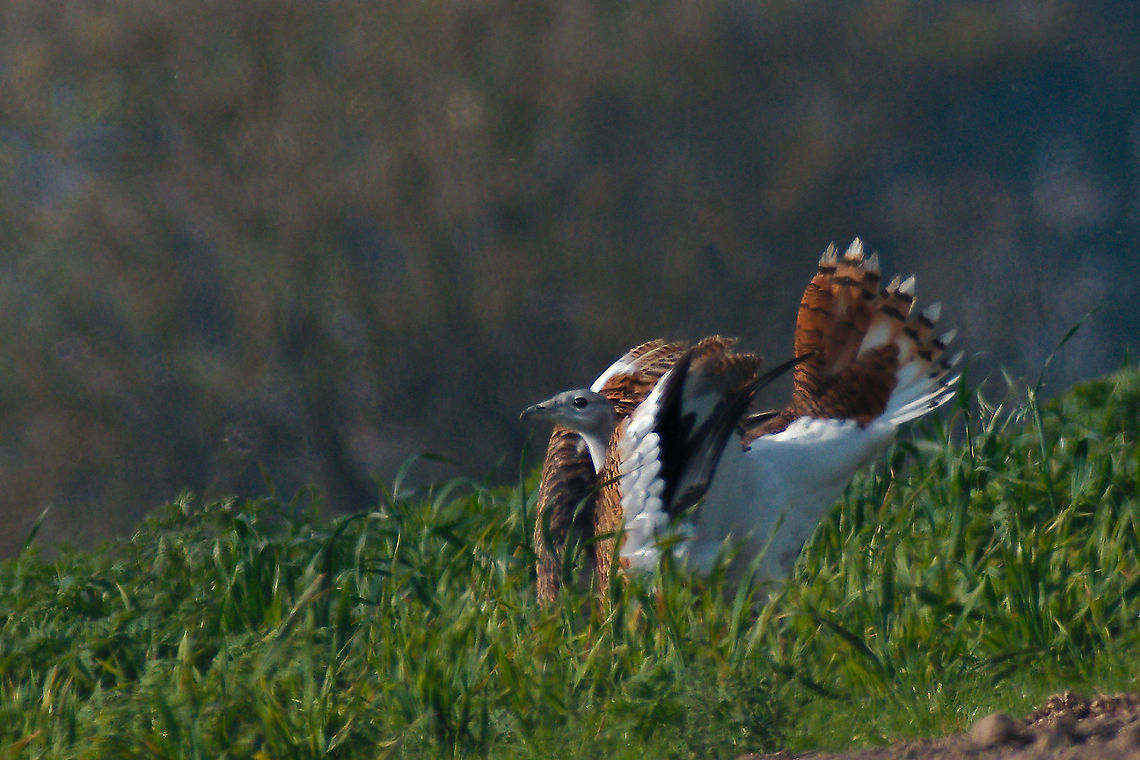 Great Bustard subadult practising display, seen at Havelland Fall,Geotagged,Germany,Great bustard,Havelland,Otis tarda