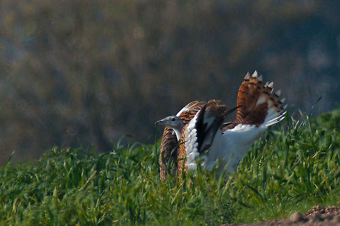 Great Bustard subadult practising display, seen at Havelland Fall,Geotagged,Germany,Great bustard,Havelland,Otis tarda