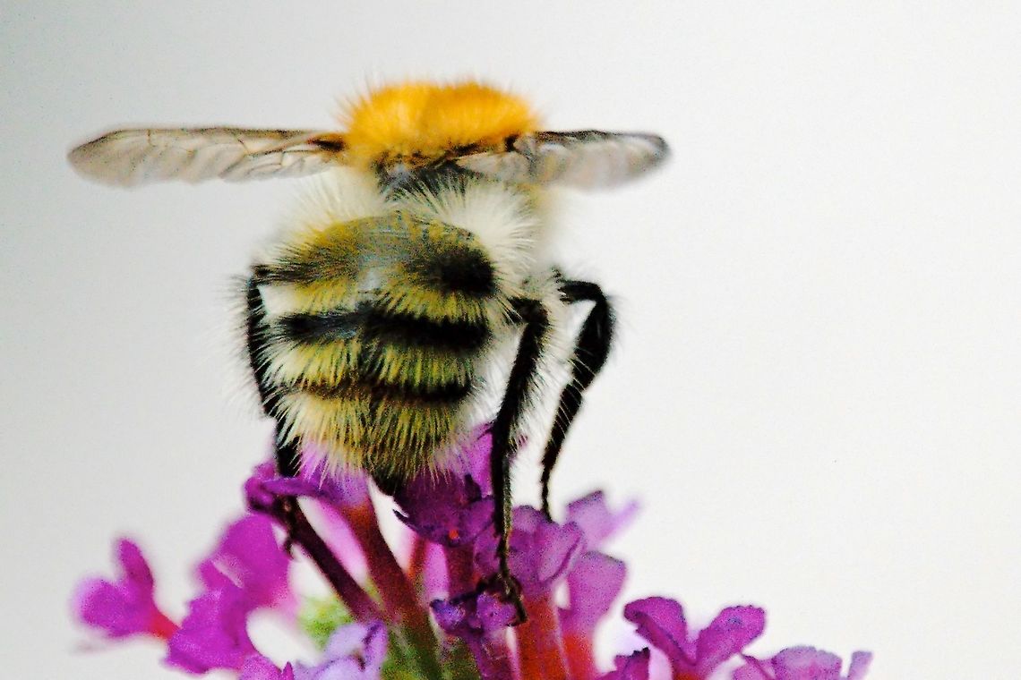 Bombus pascuorum Bombus pascuorum atflowers Bombus pascuorum,Geotagged,Germany,Summer
