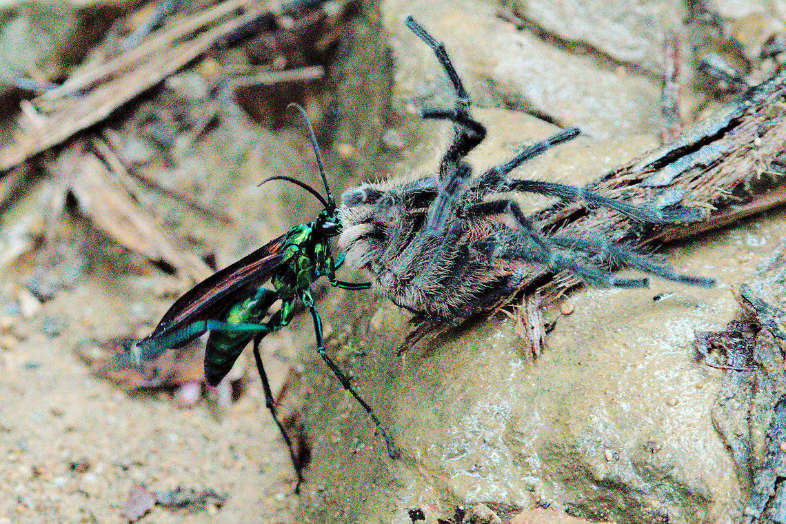 Spider wasp (Pompilidae) with spider as prey Changed from Robber fly (Asilidae) to Spider wasp (Pompilidae) with spider as prey, no ID for both :( Colombia,Geotagged,Pompilidae,Tatama National Park,Winter,spider wasp