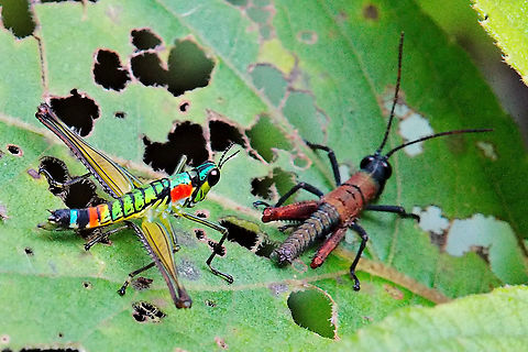 Multicoloured Monkey Grasshopper seen at Tatam&aacute; NP Colombia,Geotagged,Paramastax poecilosoma,Winter