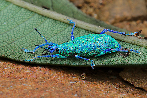 Compsus sp. seen at Montezuma Rainforest Reserve Tatama National Park
cp https://gilwizen.com/compsus/
 Colombia,Geotagged,Montezuma,Tatama National Park,Winter