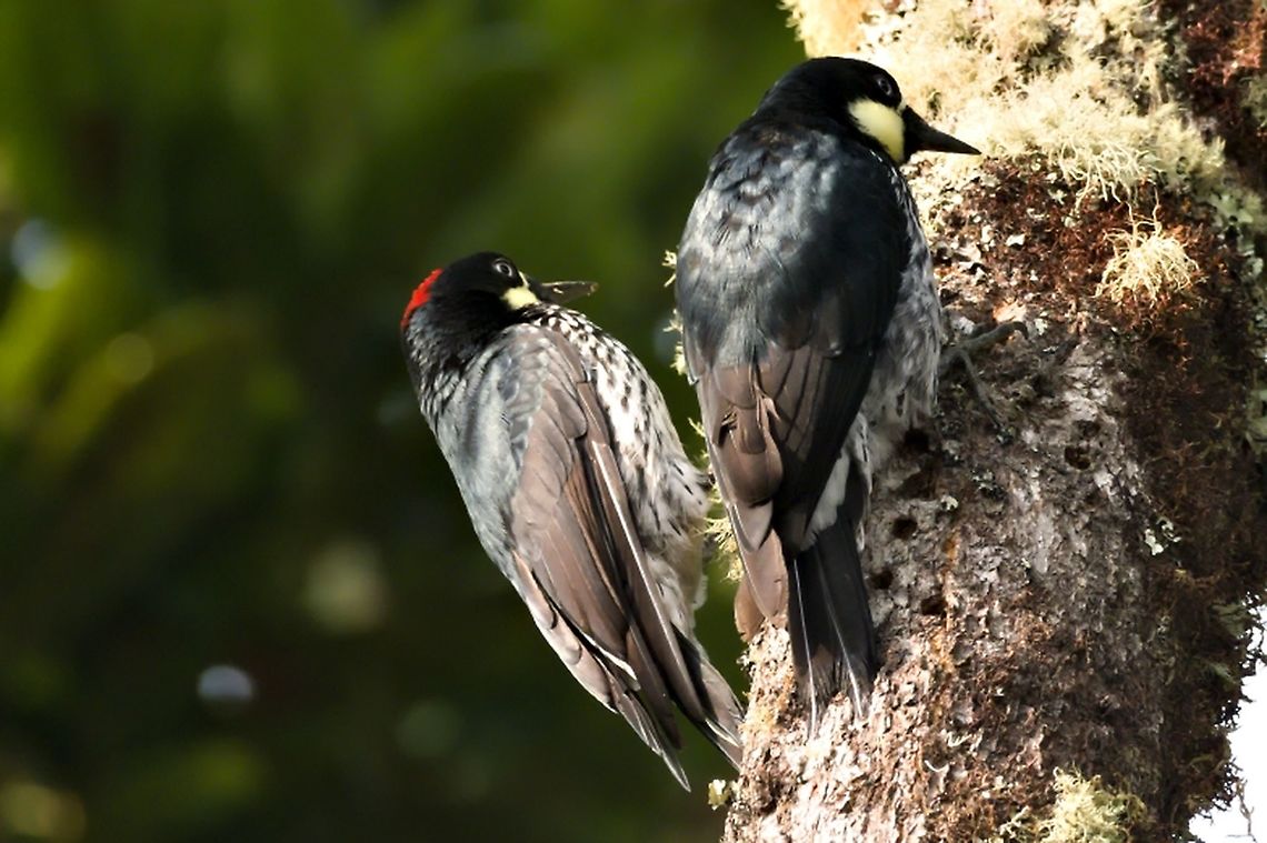Acorn Woodpecker Couple working a tree Acorn Woodpecker,Colombia,Geotagged,Melanerpes formicivorus
