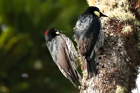 Acorn Woodpecker Couple working a tree Acorn Woodpecker,Colombia,Geotagged,Melanerpes formicivorus