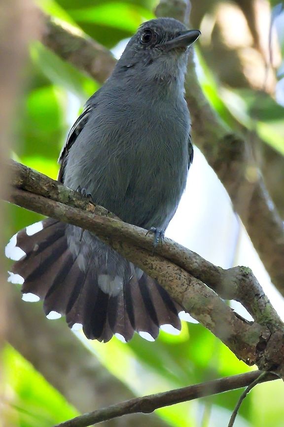 Amazonian Antshrike Amazonian Antshrike on display Amazonian antshrike,Colombia,Geotagged,Thamnophilus amazonicus