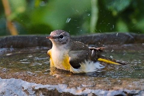 American Redstart in the bathroom American Redstart in the bathroom American redstart,Colombia,Geotagged,Setophaga ruticilla,Winter